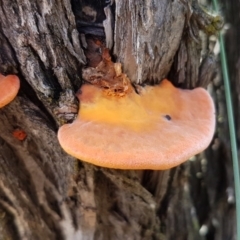 Trametes (old Pycnoporus sp.) (Scarlet Bracket) at Bruce, ACT - 4 Apr 2020 by tpreston