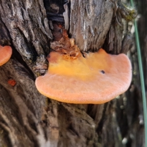 Trametes (old Pycnoporus sp.) at Bruce, ACT - 4 Apr 2020