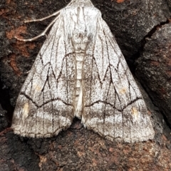 Stibaroma melanotoxa (Grey-caped Line-moth) at Bruce, ACT - 4 Apr 2020 by tpreston