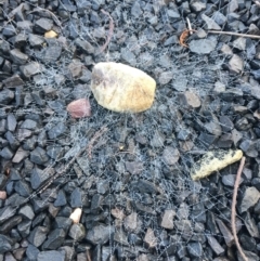 Unverified Other insect at Yellow Pinch, NSW - 30 Mar 2020 by Vsery