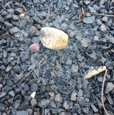 Unverified Other insect at Yellow Pinch, NSW - 30 Mar 2020 by Vsery