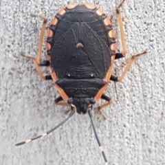 Diemenia rubromarginata (Pink-margined bug) at Bruce, ACT - 4 Apr 2020 by trevorpreston