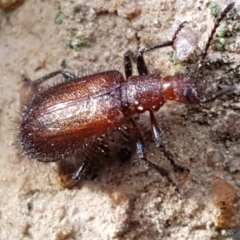 Lagriini sp. (tribe) (Unidentified lagriine darkling beetle) at Bruce, ACT - 4 Apr 2020 by tpreston