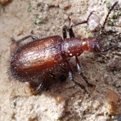 Lagriini sp. (tribe) (Unidentified lagriine darkling beetle) at Bruce, ACT - 4 Apr 2020 by trevorpreston