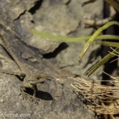 Intellagama lesueurii howittii (Gippsland Water Dragon) at Acton, ACT - 29 Feb 2020 by BIrdsinCanberra