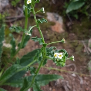 Hackelia suaveolens at Theodore, ACT - 30 Mar 2020