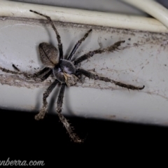 Araneinae (subfamily) (Orb weaver) at Hughes, ACT - 27 Feb 2020 by BIrdsinCanberra