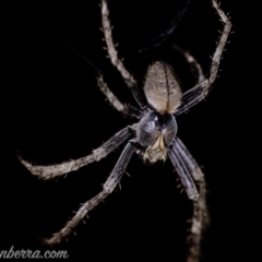 Araneinae (subfamily) at Hughes, ACT - 27 Feb 2020