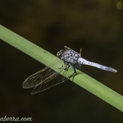 Orthetrum caledonicum (Blue Skimmer) at Acton, ACT - 10 Jan 2020 by JonSteinbeck