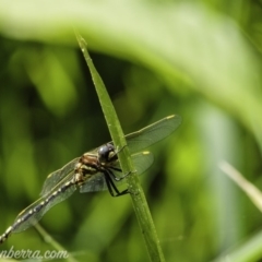 Synthemis eustalacta (Swamp Tigertail) at Australian National University - 9 Jan 2020 by BIrdsinCanberra