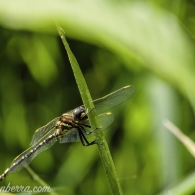 Synthemis eustalacta (Swamp Tigertail) at Acton, ACT - 9 Jan 2020 by BIrdsinCanberra