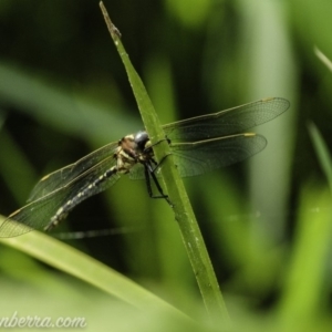 Synthemis eustalacta at Acton, ACT - 10 Jan 2020