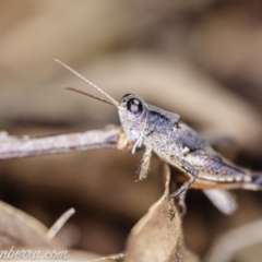 Phaulacridium vittatum (Wingless Grasshopper) at Hughes, ACT - 22 Feb 2020 by JonSteinbeck