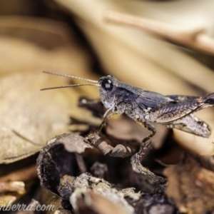 Phaulacridium vittatum at Hughes, ACT - 22 Feb 2020