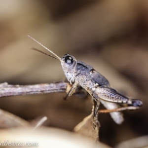 Phaulacridium vittatum at Hughes, ACT - 22 Feb 2020