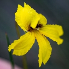 Goodenia paradoxa (Spur Goodenia) at Rossi, NSW - 3 Apr 2020 by SthTallagandaSurvey