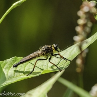 Zosteria rosevillensis (A robber fly) at Acton, ACT - 10 Jan 2020 by JonSteinbeck