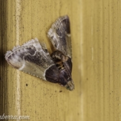 Pyralis farinalis (Meal Moth (Pyralinae) at Hughes, ACT - 12 Feb 2020 by JonSteinbeck