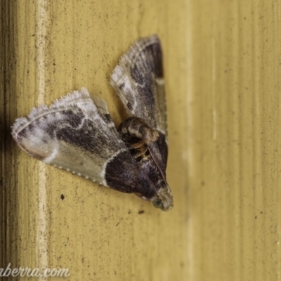 Pyralis farinalis (Meal Moth (Pyralinae) at Hughes, ACT - 12 Feb 2020 by JonSteinbeck