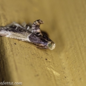 Pyralis farinalis at Hughes, ACT - 12 Feb 2020