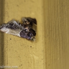 Pyralis farinalis at Hughes, ACT - 12 Feb 2020