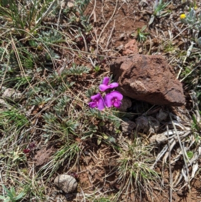 Swainsona sericea (Silky Swainson-Pea) at Crace, ACT - 2 Oct 2019 by MattM