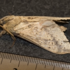 Oxycanus silvanus at Michelago, NSW - 10 Jun 2019