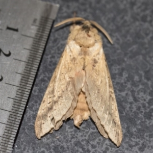 Oxycanus silvanus at Michelago, NSW - 10 Jun 2019