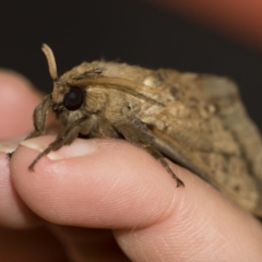 Oxycanus silvanus at Michelago, NSW - 10 Jun 2019