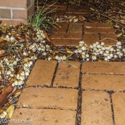 Coprinellus etc. (An Inkcap) at Hughes, ACT - 16 Feb 2020 by BIrdsinCanberra