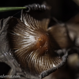 Coprinellus etc. at Hughes, ACT - 16 Feb 2020