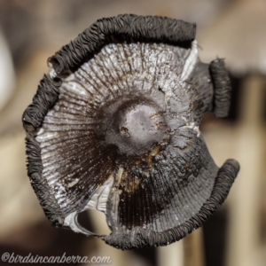 Coprinellus etc. at Hughes, ACT - 16 Feb 2020