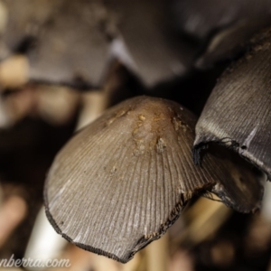 Coprinellus etc. at Hughes, ACT - 16 Feb 2020