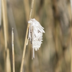 Psychidae (family) IMMATURE (Unidentified case moth or bagworm) at Michelago, NSW - 26 Aug 2019 by Illilanga