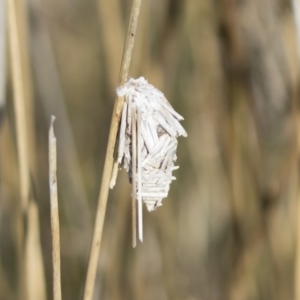 Psychidae (family) IMMATURE at Michelago, NSW - 26 Aug 2019 10:26 AM