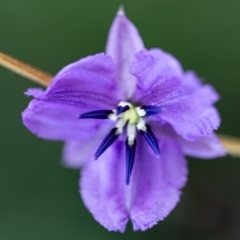 Arthropodium fimbriatum (Nodding Chocolate Lily) at Rossi, NSW - 24 Mar 2020 by SthTallagandaSurvey