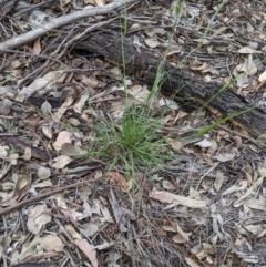 Rytidosperma sp. (Wallaby Grass) at Dunlop, ACT - 31 Mar 2020 by MattM