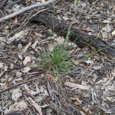 Rytidosperma sp. (Wallaby Grass) at Dunlop, ACT - 31 Mar 2020 by MattM