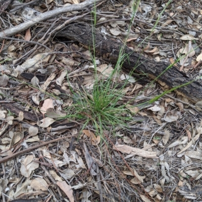 Rytidosperma sp. (Wallaby Grass) at Woodstock Nature Reserve - 31 Mar 2020 by MattM