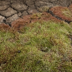 Crassula helmsii at Illilanga & Baroona - 17 Jan 2020