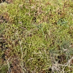 Crassula helmsii at Illilanga & Baroona - 17 Jan 2020