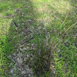 Carex appressa at Dunlop, ACT - 1 Apr 2020 06:14 AM