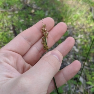 Carex appressa at Dunlop, ACT - 1 Apr 2020