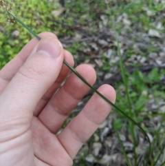 Carex appressa at Dunlop, ACT - 1 Apr 2020 06:14 AM