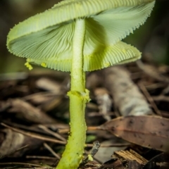 Leucocoprinus birnbaumii (Plantpot Dapperling) at Tura Beach, NSW - 3 Apr 2020 by peterharris