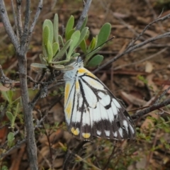 Belenois java (Caper White) at Tuggeranong Hill - 3 Apr 2020 by Owen