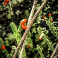 Cladonia floerkeana (A lichen) at Tura Beach, NSW - 3 Apr 2020 by peterharris