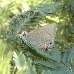 Jalmenus icilius (Amethyst Hairstreak) at Tuggeranong Hill - 3 Apr 2020 by Owen