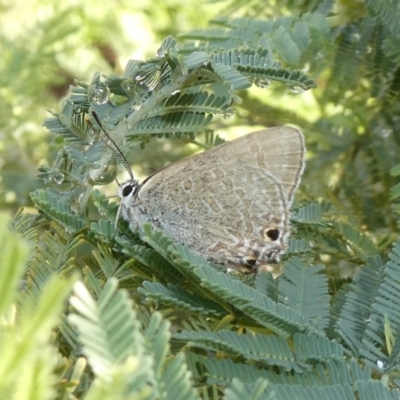 Jalmenus icilius (Amethyst Hairstreak) at Theodore, ACT - 3 Apr 2020 by Owen