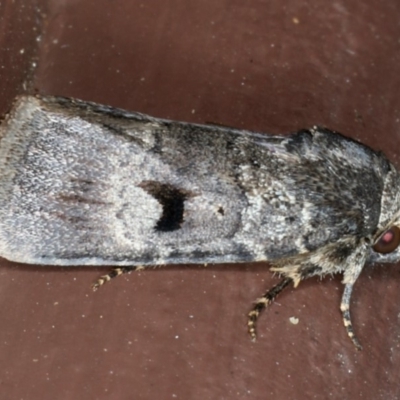 Thoracolopha verecunda (A Noctuid moth (Acronictinae)) at Lilli Pilli, NSW - 1 Apr 2020 by jbromilow50